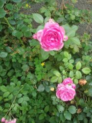 ��������� ��� ������������ (����������), ��������������, ����� ���� 3