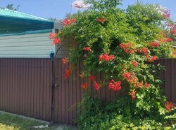 ������ ����, ��������� ����� ���� 2