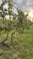 Продаж будинка в с.Гавришівка фото 10 Продаж будинка в с.Гавришівка фото 10