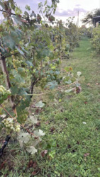 Продаж будинка в с.Гавришівка фото 18 Продаж будинка в с.Гавришівка фото 18