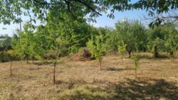 Продаж дачного будинку зі світлом, Бучми фото 3 Продаж дачного будинку зі світлом, Бучми фото 3