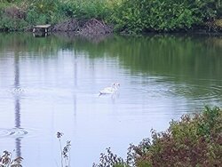 Продаж 2 поверхового будинку з балконом і ділянкою на 8 соток, на вул. Андріївська фото 13 Продаж 2 поверхового будинку з балконом і ділянкою на 8 соток, на вул. Андріївська фото 13