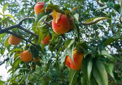  2        10 , 300 . , 3   3