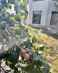  2      42.88 , 180 . , 6 ,  .   2