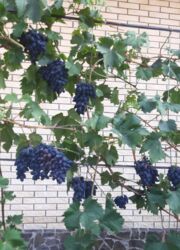 Продаж двоповерхового дюплекса фото 9 Продаж двоповерхового дюплекса фото 9