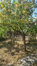 Продаж дачного будинку зі світлом, Бучми фото 2 Продаж дачного будинку зі світлом, Бучми фото 2