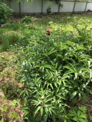 Продаж 1 поверхового будинку з садом і ділянкою на 10 соток, 65 кв. м, 2 кімнати, на вул. Данила Нечая фото 18 Продаж 1 поверхового будинку з садом і ділянкою на 10 соток, 65 кв. м, 2 кімнати, на вул. Данила Нечая фото 18