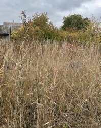 Продаж 1 поверхового будинку з ділянкою на 4 сотки, 30 кв. м, 1 кімната, на вул. Грушева фото 5 Продаж 1 поверхового будинку з ділянкою на 4 сотки, 30 кв. м, 1 кімната, на вул. Грушева фото 5