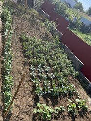 Продаж 1 поверхового будинку з ділянкою на 10 соток, 110 кв. м., пров. Лесі Українки фото 17 Продаж 1 поверхового будинку з ділянкою на 10 соток, 110 кв. м., пров. Лесі Українки фото 17