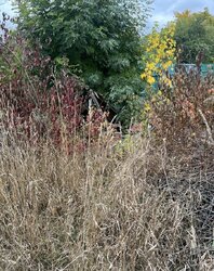 Продаж 1 поверхового будинку з ділянкою на 4 сотки, 30 кв. м, 1 кімната, на вул. Грушева фото 4 Продаж 1 поверхового будинку з ділянкою на 4 сотки, 30 кв. м, 1 кімната, на вул. Грушева фото 4