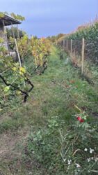 Продаж будинка в с.Гавришівка фото 8 Продаж будинка в с.Гавришівка фото 8