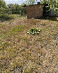 Продаж 1 поверхового будинку веранда і ділянкою на 0.831 соток, 48.2 кв. м, 2 кімнати, на вул. Івана Богуна фото 3 Продаж 1 поверхового будинку веранда і ділянкою на 0.831 соток, 48.2 кв. м, 2 кімнати, на вул. Івана Богуна фото 3