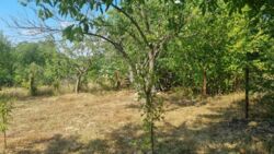 Продаж дачного будинку зі світлом, Бучми фото 7 Продаж дачного будинку зі світлом, Бучми фото 7