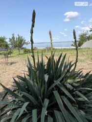 Продаж 1 поверхового будинку бесідка і ділянкою на 20 соток, 54.5 кв. м, 3 кімнати фото 12 Продаж 1 поверхового будинку бесідка і ділянкою на 20 соток, 54.5 кв. м, 3 кімнати фото 12