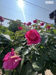 Продаж 1 поверхового будинку бесідка і ділянкою на 20 соток, 54.5 кв. м, 3 кімнати фото 15 Продаж 1 поверхового будинку бесідка і ділянкою на 20 соток, 54.5 кв. м, 3 кімнати фото 15