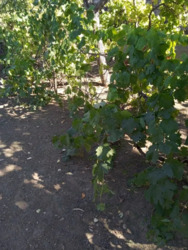 Продається будинок Миколаївська, Миколаїв, Центральний фото 4 Продається будинок Миколаївська, Миколаїв, Центральний фото 4