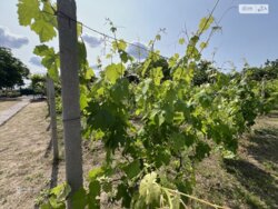 Продаж 1 поверхового будинку бесідка і ділянкою на 20 соток, 54.5 кв. м, 3 кімнати фото 8 Продаж 1 поверхового будинку бесідка і ділянкою на 20 соток, 54.5 кв. м, 3 кімнати фото 8