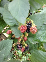 Будинок 140 мкв+50 сот землі. фото 46 Будинок 140 мкв+50 сот землі. фото 46