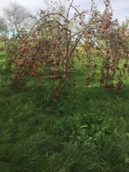 ��������� ������� ����������, ���������������, �����-���������� ���� 15