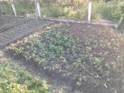 ��������� ������� ϳ������, �����-��������� ����, �����-���������� ���� 10