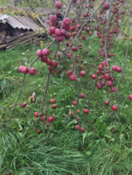 ��������� ������� ����������, ���������������, �����-���������� ���� 14