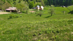 ��������� ������� �������, �����-���������� ���� 13