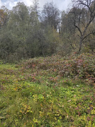 Продається будинок Підгірря, Богородчанський, Івано-Франківська фото 6 Продається будинок Підгірря, Богородчанський, Івано-Франківська фото 6
