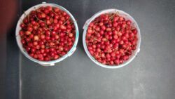 ��������� ������� ϳ������, �����-��������� ����, �����-���������� ���� 13