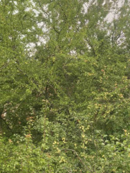 ��������� ������� �������, ������������, �����-���������� ���� 12