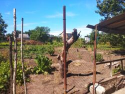 Продам дачу в СТ Тимирязева за аэропортом фото 6 Продам дачу в СТ Тимирязева за аэропортом фото 6