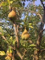 Продам дачу в дачному кооперативі ''Будівельник' фото 9 Продам дачу в дачному кооперативі ''Будівельник' фото 9