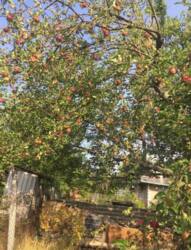 Продам дачу в дачному кооперативі ''Будівельник' фото 5 Продам дачу в дачному кооперативі ''Будівельник' фото 5