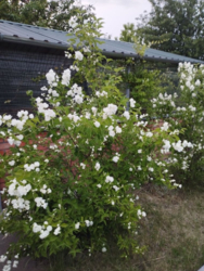 ������ ���� � �� ������ ���� 16