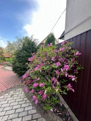 �������� ����������� ��� � ������ ���� 4