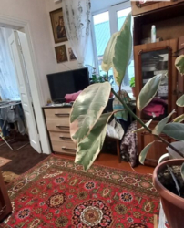 Продам будинок на Шкільному мікрорайоні фото 6 Продам будинок на Шкільному мікрорайоні фото 6