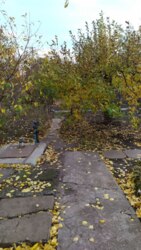 Продам дачу в ДК Писецких в Кропивницком фото 6 Продам дачу в ДК Писецких в Кропивницком фото 6