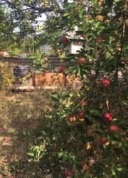 Продам дачу в дачному кооперативі ''Будівельник' фото 10 Продам дачу в дачному кооперативі ''Будівельник' фото 10