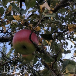 ��������� ������� � ����������� ��������� ���� 19