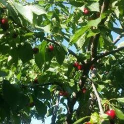 ��������� ������� �������, ������������ ���� 5