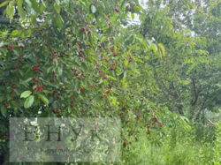 ������ ���� � ϳ����������� ���� 8