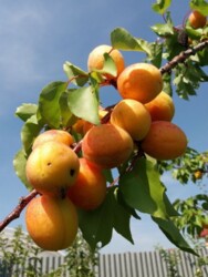 ��������� ������� �������, ������������ ���� 11