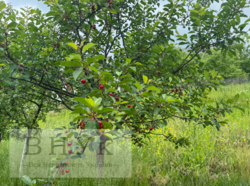 ������ ���� � ϳ����������� ���� 5