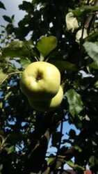 ��������� ������� �������, ������������ ���� 7