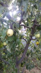 ��������� ������� �������, ������������ ���� 8