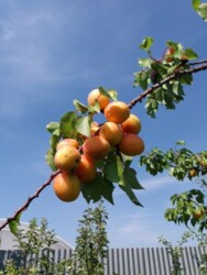 ��������� ������� �������, ������������ ���� 10