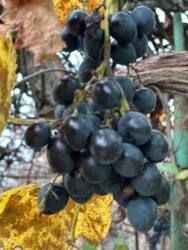 Продається будинок Бузкова, Молодіжне, Чорноморськ, Одеська фото 7 Продається будинок Бузкова, Молодіжне, Чорноморськ, Одеська фото 7