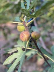 Гарний будинок в Сажійці фото 6 Гарний будинок в Сажійці фото 6