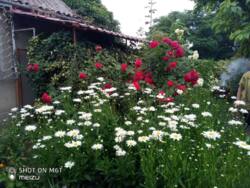 Капітальний будинок у передмісті Чорноморська фото 8 Капітальний будинок у передмісті Чорноморська фото 8