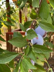 ������ ������� � ��� ����� ���� 15