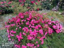 Капітальний будинок у передмісті Чорноморська фото 6 Капітальний будинок у передмісті Чорноморська фото 6